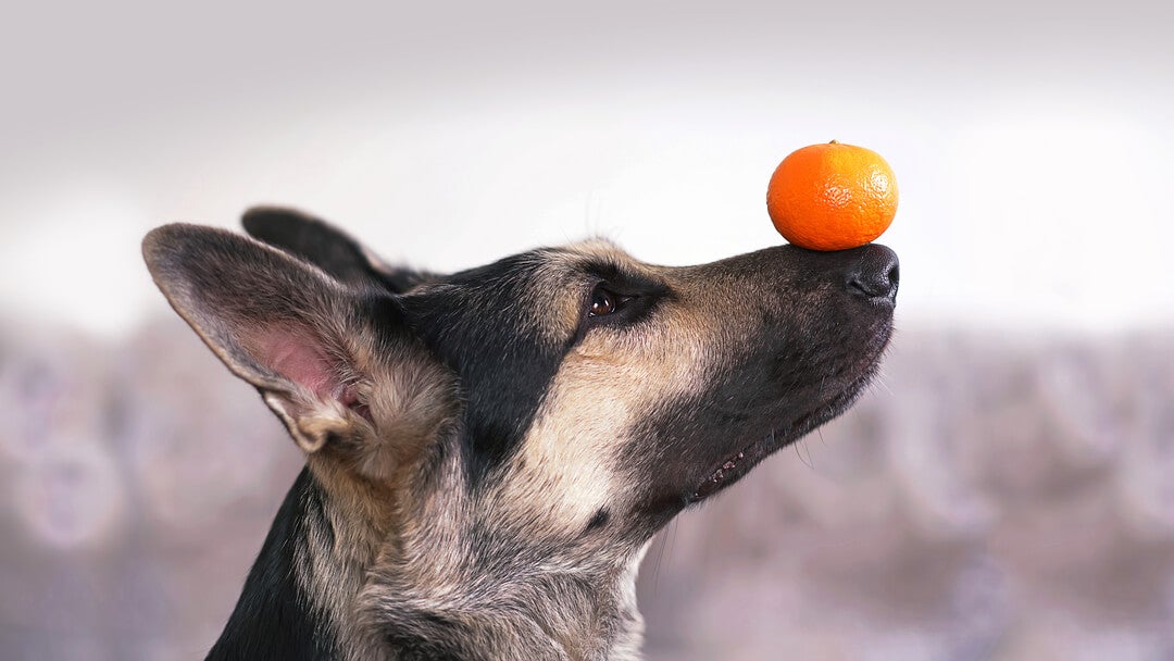 Can dogs eat citrus fruits store